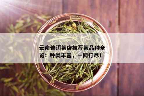 云南普洱茶店推荐茶品种全览：种类丰富，一网打尽！