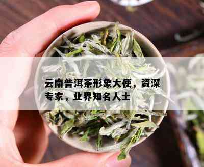 云南普洱茶形象大使，资深专家，业界知名人士