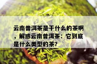 云南普洱茶是干什么的茶啊，解惑云南普洱茶：它到底是什么类型的茶？