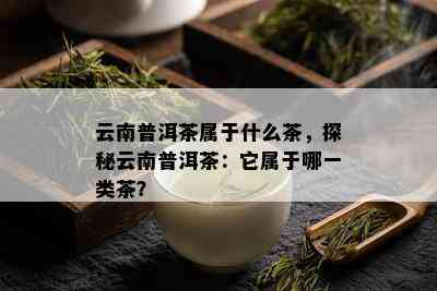 云南普洱茶属于什么茶，探秘云南普洱茶：它属于哪一类茶？