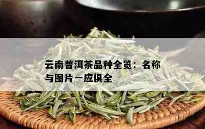 云南普洱茶品种全览：名称与图片一应俱全