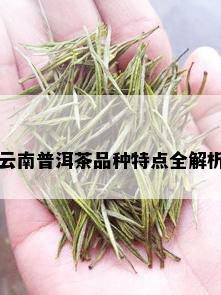 云南普洱茶品种特点全解析