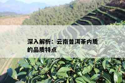 深入解析：云南普洱茶内质的品质特点