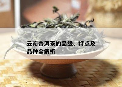 云南普洱茶的品级、特点及品种全解析