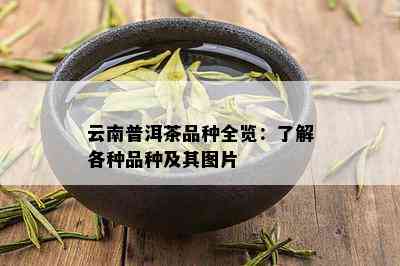 云南普洱茶品种全览：了解各种品种及其图片