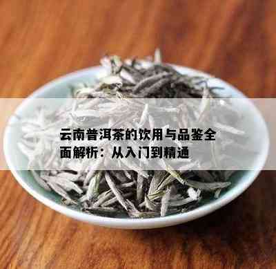 云南普洱茶的饮用与品鉴全面解析：从入门到精通