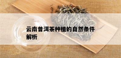 云南普洱茶种植的自然条件解析