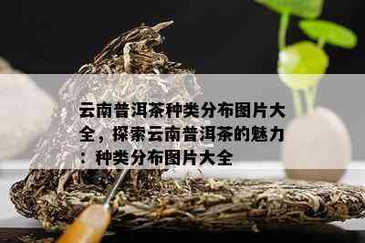 云南普洱茶种类分布图片大全，探索云南普洱茶的魅力：种类分布图片大全