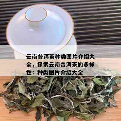 云南普洱茶种类图片介绍大全，探索云南普洱茶的多样性：种类图片介绍大全