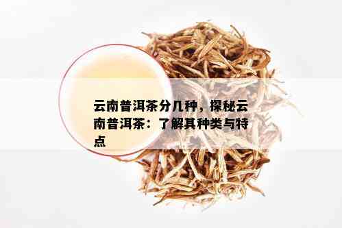 云南普洱茶分几种，探秘云南普洱茶：了解其种类与特点