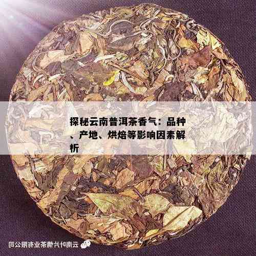 探秘云南普洱茶香气：品种、产地、烘焙等影响因素解析