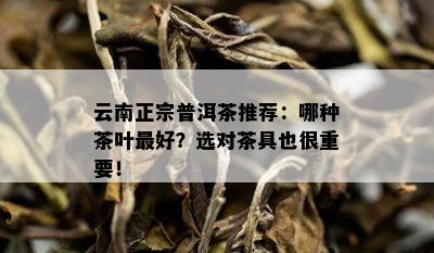 云南正宗普洱茶推荐：哪种茶叶更好？选对茶具也很重要！