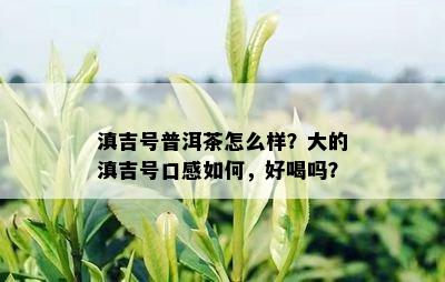 滇吉号普洱茶怎么样？大的滇吉号口感如何，好喝吗？