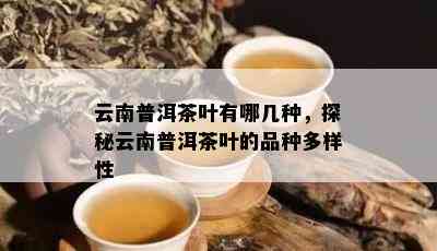 云南普洱茶叶有哪几种，探秘云南普洱茶叶的品种多样性