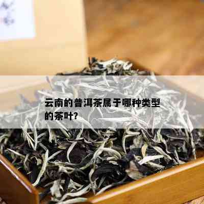 云南的普洱茶属于哪种类型的茶叶？