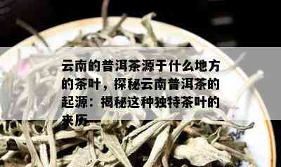 云南的普洱茶源于什么地方的茶叶，探秘云南普洱茶的起源：揭秘这种独特茶叶的来历