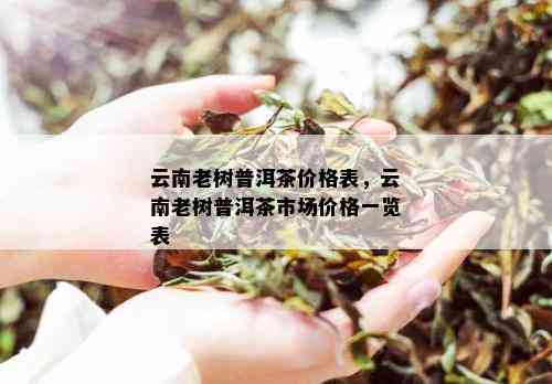 云南老树普洱茶价格表，云南老树普洱茶市场价格一览表