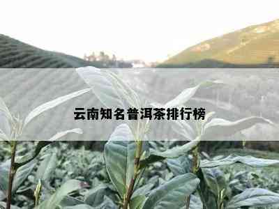 云南知名普洱茶排行榜