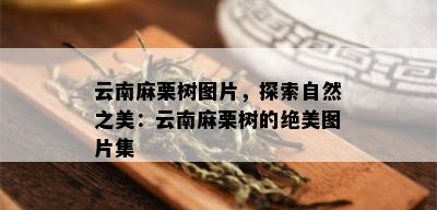 云南麻栗树图片，探索自然之美：云南麻栗树的绝美图片集