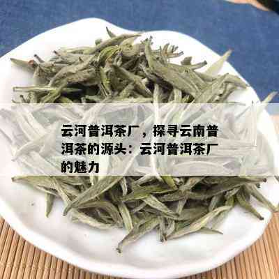 云河普洱茶厂，探寻云南普洱茶的源头：云河普洱茶厂的魅力