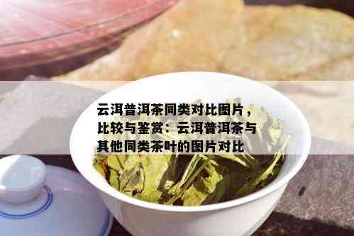 云洱普洱茶同类对比图片，比较与鉴赏：云洱普洱茶与其他同类茶叶的图片对比