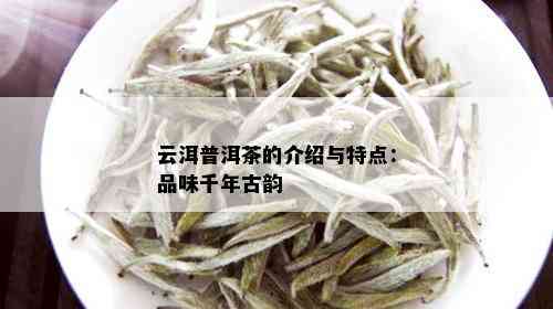 云洱普洱茶的介绍与特点：品味千年古韵