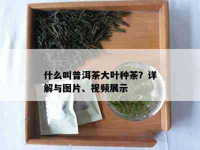 什么叫普洱茶大叶种茶？详解与图片、视频展示