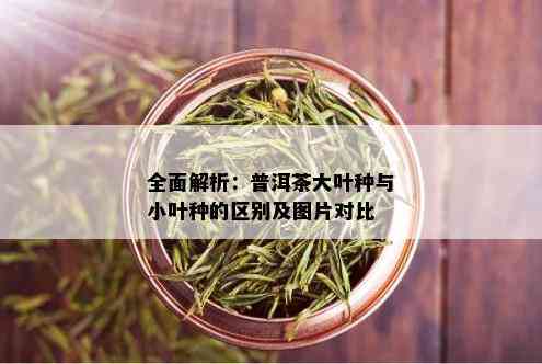 全面解析：普洱茶大叶种与小叶种的区别及图片对比