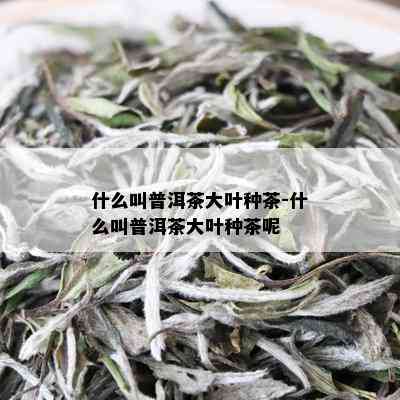 什么叫普洱茶大叶种茶-什么叫普洱茶大叶种茶呢