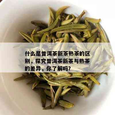 什么是普洱茶新茶熟茶的区别，探究普洱茶新茶与熟茶的差异，你了解吗？