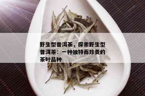 野生型普洱茶，探索野生型普洱茶：一种独特而珍贵的茶叶品种