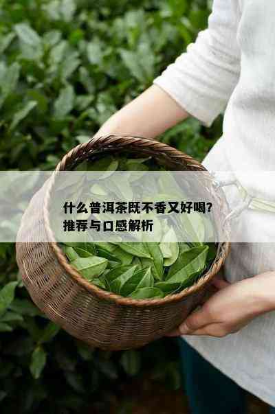 什么普洱茶既不香又好喝？推荐与口感解析