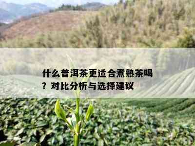 什么普洱茶更适合煮熟茶喝？对比分析与选择建议