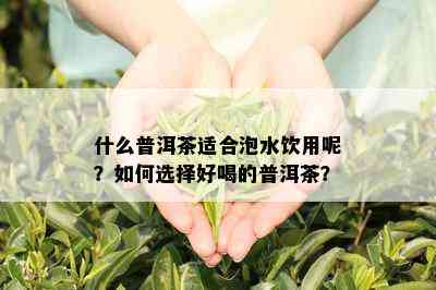 什么普洱茶适合泡水饮用呢？如何选择好喝的普洱茶？