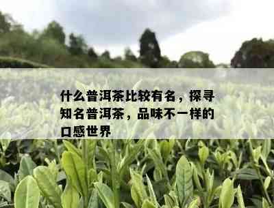 什么普洱茶比较有名，探寻知名普洱茶，品味不一样的口感世界