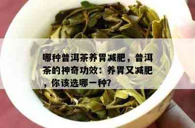 哪种普洱茶养胃减肥，普洱茶的神奇功效：养胃又减肥，你该选哪一种？