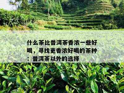 什么茶比普洱茶香浓一些好喝，寻找更香浓好喝的茶种：普洱茶以外的选择