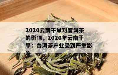 2020云南干旱对普洱茶的影响，2020年云南干旱：普洱茶产业受到严重影响