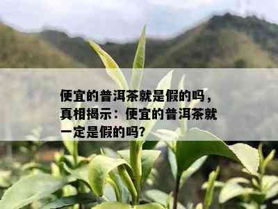 便宜的普洱茶就是假的吗，真相揭示：便宜的普洱茶就一定是假的吗？