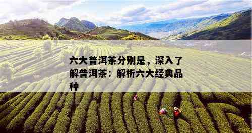 六大普洱茶分别是，深入了解普洱茶：解析六大经典品种