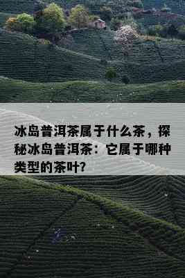 冰岛普洱茶属于什么茶，探秘冰岛普洱茶：它属于哪种类型的茶叶？