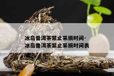 冰岛普洱茶禁止采摘时间-冰岛普洱茶禁止采摘时间表