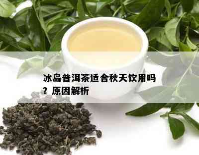 冰岛普洱茶适合秋天饮用吗？原因解析