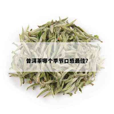 普洱茶哪个季节口感更佳？