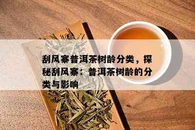 刮风寨普洱茶树龄分类，探秘刮风寨：普洱茶树龄的分类与影响