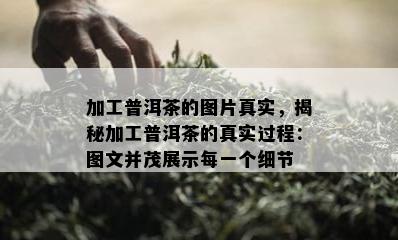 加工普洱茶的图片真实，揭秘加工普洱茶的真实过程：图文并茂展示每一个细节