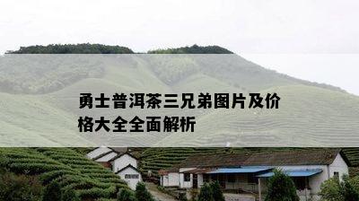 勇士普洱茶三兄弟图片及价格大全全面解析