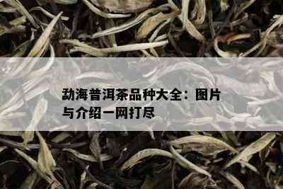 勐海普洱茶品种大全：图片与介绍一网打尽