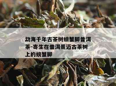 勐海千年古茶树螃蟹脚普洱茶-寄生在普洱景迈古茶树上的螃蟹脚