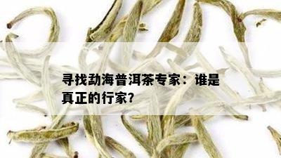 寻找勐海普洱茶专家：谁是真正的行家？